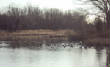 2011Waterfowl/1-7-12_got-geese.jpg