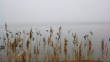 2011Waterfowl/1-9-12-snow-day.jpg