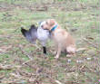 2011Waterfowl/102_4491.jpg