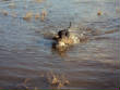 2011Waterfowl/12-23-11_Magic5.jpg