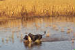 2011Waterfowl/12-23-11_Magic6.jpg