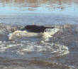 2011Waterfowl/12-23-11_Magic7.jpg