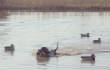 2011Waterfowl/12-31-11-Magic6.jpg