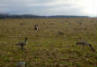 2011Waterfowl/2012-01-12_4.jpg