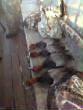 2012_2013HuntingPictures/IMG952453.jpg
