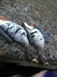 2012_2013HuntingPictures/IMG959182.jpg