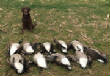 2016_2017_Hunting_Season/20140213_202916.jpg
