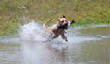 HuntTestPictures/Kota-w-duck-test.JPG