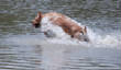 HuntTestPictures/Kota_Jumping_thru_water.JPG