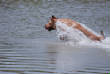 HuntTestPictures/Yellow-Lab-in-Water.JPG