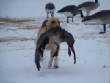 HuntingPictures/SNOW2.JPG