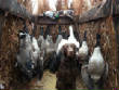 Hunting_2013-2014_Winter/krush-1-11-14.jpg