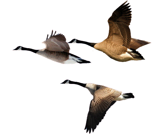 goose-flock-random2.gif