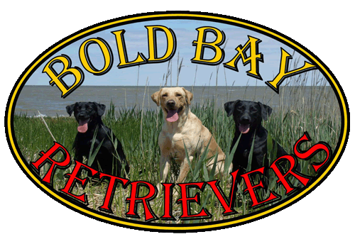 Bold Bay Retrievers