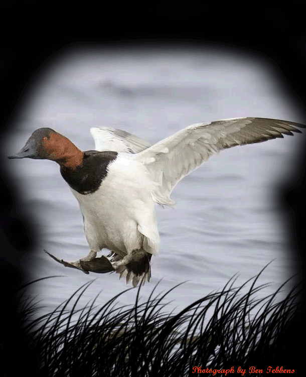GalleryPage/Flying-duck.gif