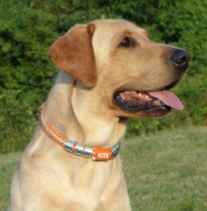 webassets/Kota-collar2.jpg