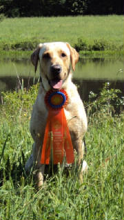 Kota's Senior Hunter Pass