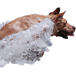 webassets/kota-water-250.gif